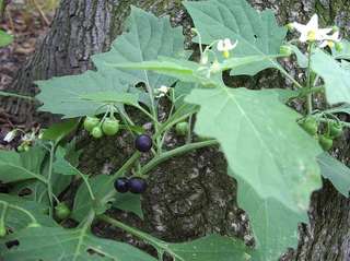 Solanum_nigrum_leafs_flowers_fruits.jpg